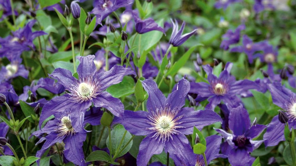 La nomenclature d'une obtention végétale (ici, une obtention Inra/Saphinov) protégée suit certaines règles. Aux noms de genre (Clematis) et d'espèce s'ajoute la dénomination commerciale, qui peut être protégée ou non (par exemple, Saphyra®). La marque peut changer d'un pays à l'autre selon la stratégie commerciale du propriétaire des droits ; plusieurs variétés peuvent être commercialisées sous une même marque. En revanche, la dénomination variétale ('Cleminov51') doit permettre une identificati La nomenclature d'une obtention végétale (ici, une obtention Inra/Saphinov) protégée suit certaines règles. Aux noms de genre (Clematis) et d'espèce s'ajoute la dénomination commerciale, qui peut être protégée ou non (par exemple, Saphyra®). La marque peut changer d'un pays à l'autre selon la stratégie commerciale du propriétaire des droits ; plusieurs variétés peuvent être commercialisées sous une même marque. En revanche, la dénomination variétale ('Cleminov51') doit permettre une identificati