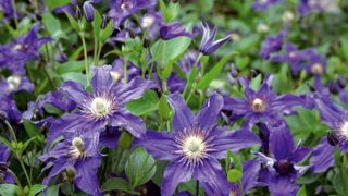 La nomenclature d'une obtention végétale (ici, une obtention Inra/Saphinov) protégée suit certaines règles. Aux noms de genre (Clematis) et d'espèce s'ajoute la dénomination commerciale, qui peut être protégée ou non (par exemple, Saphyra®). La marque peut changer d'un pays à l'autre selon la stratégie commerciale du propriétaire des droits ; plusieurs variétés peuvent être commercialisées sous une même marque. En revanche, la dénomination variétale ('Cleminov51') doit permettre une identificati