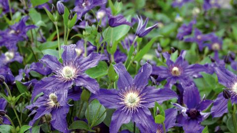 La nomenclature d'une obtention végétale (ici, une obtention Inra/Saphinov) protégée suit certaines règles. Aux noms de genre (Clematis) et d'espèce s'ajoute la dénomination commerciale, qui peut être protégée ou non (par exemple, Saphyra®). La marque peut changer d'un pays à l'autre selon la stratégie commerciale du propriétaire des droits ; plusieurs variétés peuvent être commercialisées sous une même marque. En revanche, la dénomination variétale ('Cleminov51') doit permettre une identificati