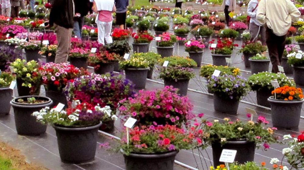 À l'épreuve du terrainCertaines stations horticoles, à l'instar du Ratho (notre photo), mettent à disposition des professionnels des essais leur permettant de juger le comportement des nouveautés lancées chaque année. Une vitrine vivante et riche en informations sur leurs performances dans les conditions locales.