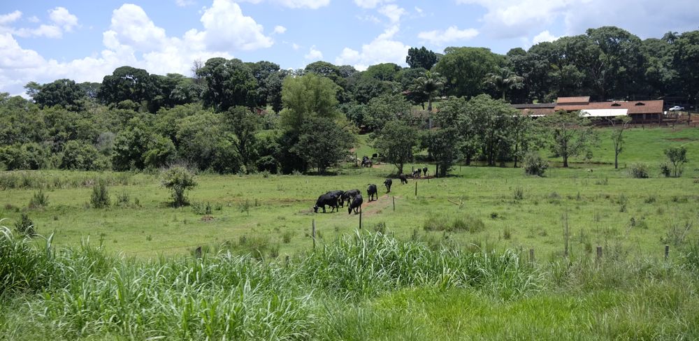 L'émission Globo Rural, qui traite de tout ce qui touche de près ou de loin à l'agriculture, est diffusée sur une grande chaîne brésilienne depuis 1980.