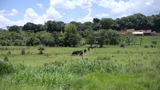 L'émission Globo Rural, qui traite de tout ce qui touche de près ou de loin à l'agriculture, est diffusée sur une grande chaîne brésilienne depuis 1980. L'émission Globo Rural, qui traite de tout ce qui touche de près ou de loin à l'agriculture, est diffusée sur une grande chaîne brésilienne depuis 1980.