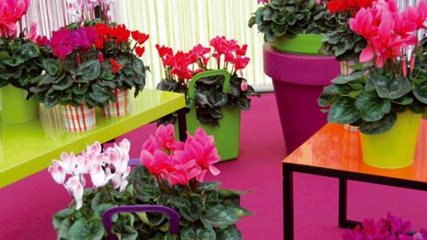 L'horticulture, comme la mode, parie sur la couleur pour renouveler ses ventes. Celle-ci sera le thème central d'un certain nombre de conférences proposées sur le Salon.PHOTO : FRANCIS GINESTET