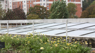 La production de fleurs locales et de saison en ferme florale se développe depuis quelques années, comme ici sur les toits de l’hôpital Robert-Debré à Paris.