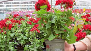 Elsass Geranium® est une marque qui garantit la qualité des géraniums produits dans le Haut ou le Bas-Rhin. L'initiative a été l'une des premières à voir le jour en France.PHOTO : ODILE MAILLARD Elsass Geranium® est une marque qui garantit la qualité des géraniums produits dans le Haut ou le Bas-Rhin. L'initiative a été l'une des premières à voir le jour en France.PHOTO : ODILE MAILLARD