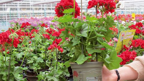 Elsass Geranium® est une marque qui garantit la qualité des géraniums produits dans le Haut ou le Bas-Rhin. L'initiative a été l'une des premières à voir le jour en France.PHOTO : ODILE MAILLARD