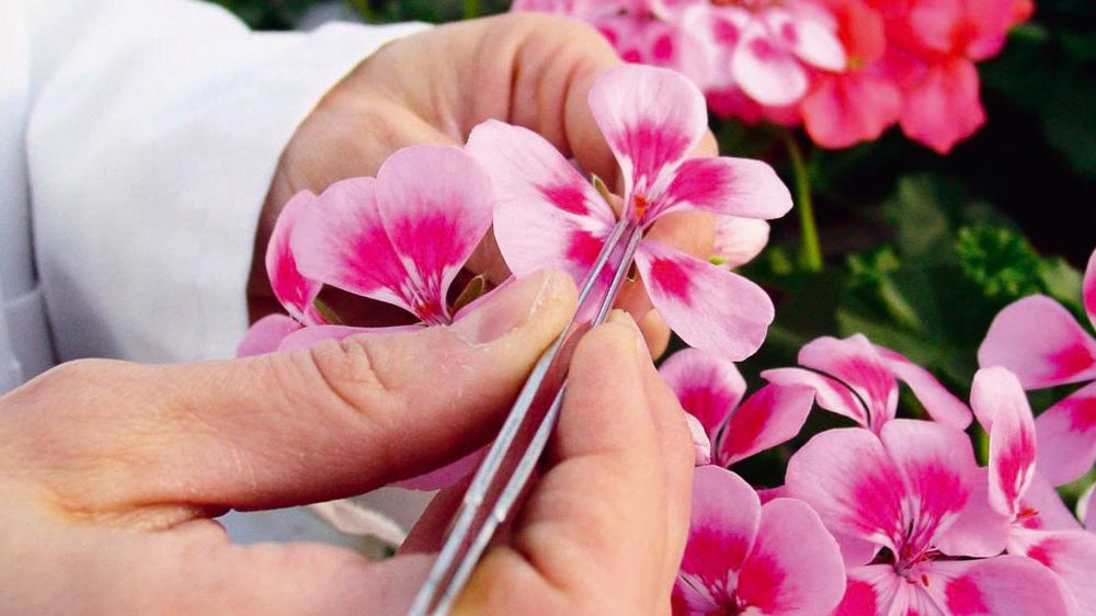 Technigéra effectue chaque année 7 000 hybridations de Pelargonium, parmi lesquelles 2 000 verront le jour.
