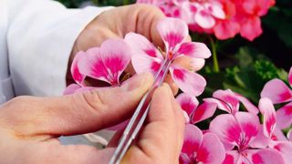 Technigéra effectue chaque année 7 000 hybridations de Pelargonium, parmi lesquelles 2 000 verront le jour.