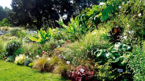 À l'école d'ingénieur Agrocampus Ouest Centre d'Angers (49), les floraisons des massifs ont été optimales à partir du mois de septembre seulement.PHOTO : AGROCAMPUS, SÉBASTIEN GUILLET