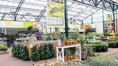 Dans cette jardinerie du groupe Intratuin, à Zevenhuizen, aux Pays-Bas, les végétaux sont, par exemple, mis en scène dans des amphores ou des paniers (ci-contre). Et, au centre du point de vente, un comptoir regroupe des vendeurs qui conseillent les clients.PHOTO : ODILE MAILLARD