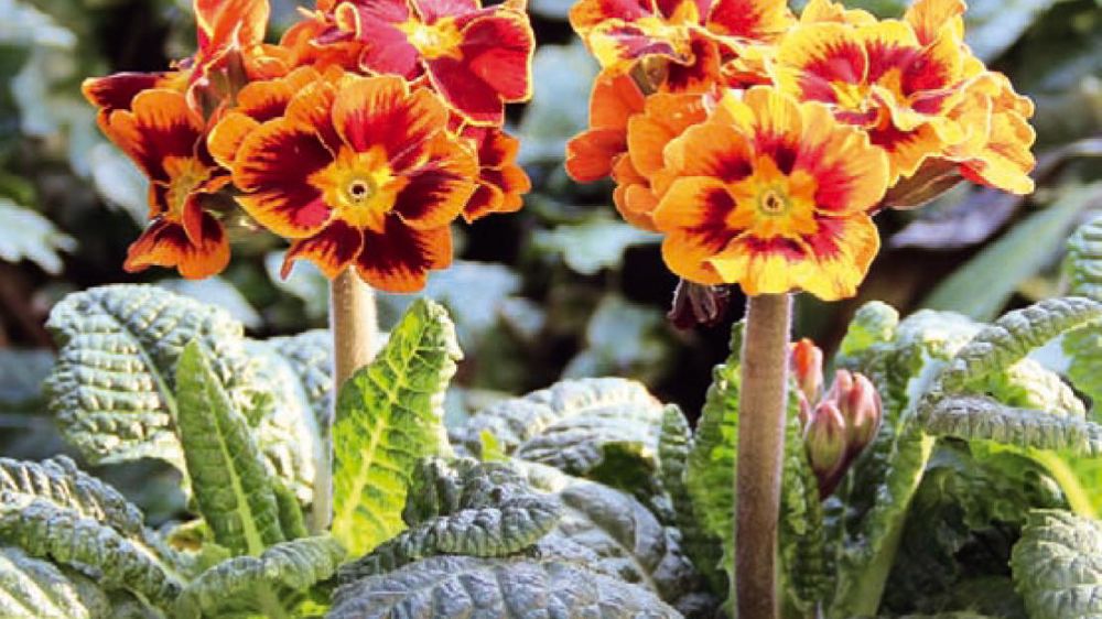 1. Primula elatior 'Castillian' Innovert® de bronze en 2010, elle n'a pas connu la réussite escomptée mais a permis de faire connaître la gamme.