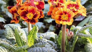 1. Primula elatior 'Castillian' Innovert® de bronze en 2010, elle n'a pas connu la réussite escomptée mais a permis de faire connaître la gamme.