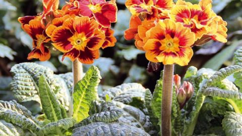 1. Primula elatior 'Castillian' Innovert® de bronze en 2010, elle n'a pas connu la réussite escomptée mais a permis de faire connaître la gamme.