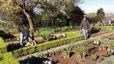 Dans les jardins suspendus du château d'Angers (49), des élèves, en brevet professionnel en formation continue, ont procédé au remplacement des bordures de buis et ont réparti de nouvelles plantes par secteurs : aromatiques, médicinales, tinctoriales, sorcellerie, innovantes...PHOTO : PATRICK JAUD