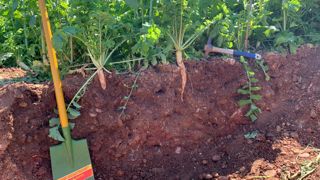 Pour mesurer le carbone stocké dans les sols agricoles, la Commission va développer des méthodologies au cours des prochaines années. Pour mesurer le carbone stocké dans les sols agricoles, la Commission va développer des méthodologies au cours des prochaines années.