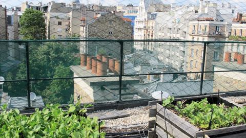 À Paris, sur les toits d'AgroParisTech, de jeunes étudiants testent la production de tomates et de quelques autres légumes installés dans différents substrats. Avec, en prime, une vue sur la Sorbonne !