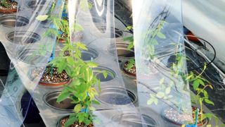 Le biocontrôle est fondé sur la gestion des équilibres des populations d'organismes nuisibles aux cultures plutôt que sur leur éradication. Bien plus que la protection chimique conventionnelle, le biocontrôle nécessite de reconcevoir l'itinéraire cultural à travers une approche préventive et l'emploi de techniques alternatives complémentaires.PHOTO : ASTREDHOR