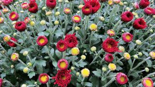 Le chrysanthème mérite encore un salon qui se déplace dans les régions de France.