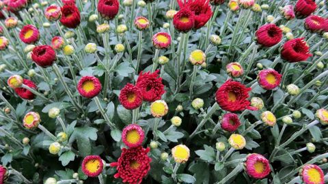 Le chrysanthème mérite encore un salon qui se déplace dans les régions de France.