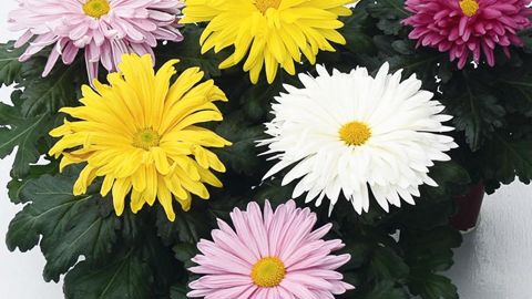 En forme de marguerite unifleur ou pincée