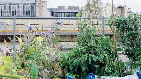 Un potager urbain sur un toit de Paris. Même si la mode de l'agriculture urbaine se tarissait, on envisage mal que la végétalisation des toitures ralentisse.