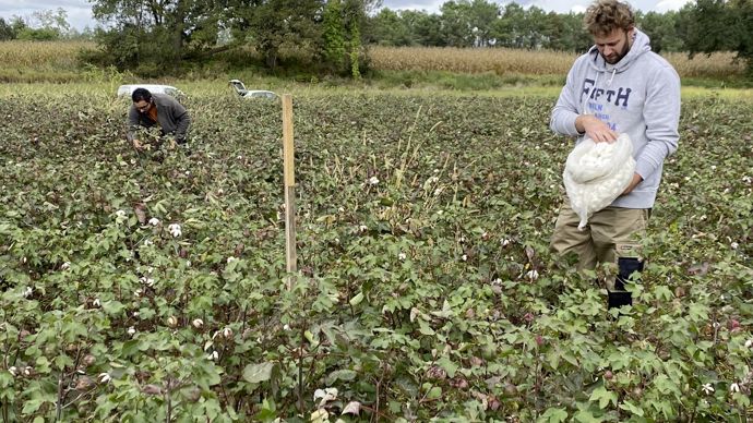L'expérimentation de la culture du coton chez Maïsadour a été réalisée sur un hectare. Pour ne pas investir, la récolte a été manuelle.