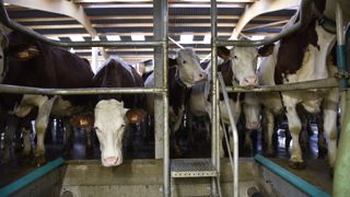 Victime d’une baisse de la demande internationale, le prix de la poudre de lait recule depuis six mois. Victime d’une baisse de la demande internationale, le prix de la poudre de lait recule depuis six mois.