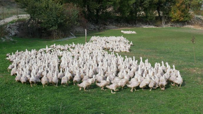 Les producteurs le savent : tout le territoire français devrait passer prochainement en risque élevé. Les volailles devront donc être obligatoirement mises à l’abri. L’enjeu pour Maïsadour est « l’observance par tous des mesures de biosécurité ». © C. ZOIA