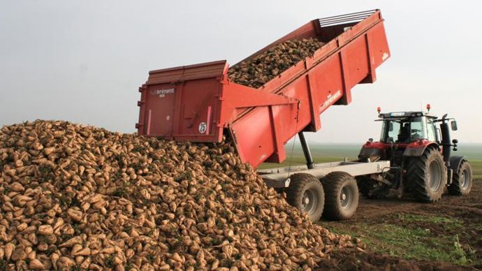 La revalorisation du prix des betteraves par Tereos est un signal fort, destiné à inciter les producteurs à laisser une large place à la betterave dans leur assolement en 2023 et les années suivantes. © B. CAILLIEZ