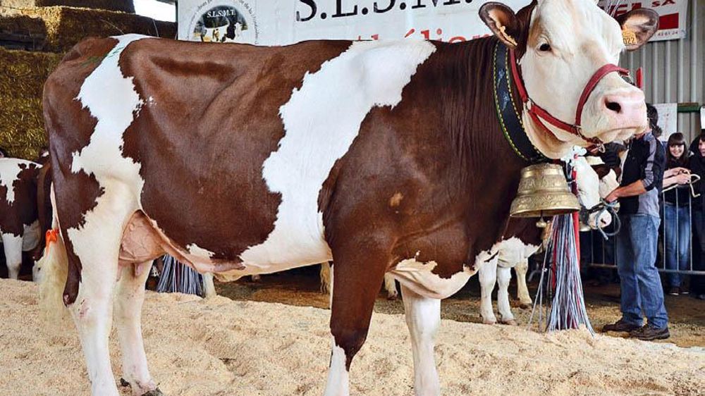 Ergotine, de l'EARL Duffet (Doubs), primée à Paris et sans surprise meilleure mamelle du jour.