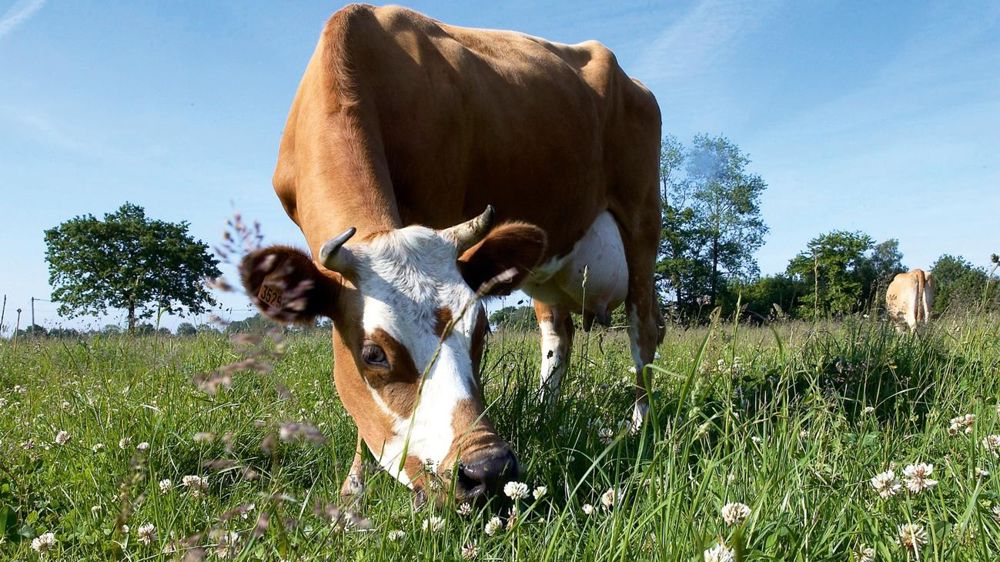 Les candidats à la production bio sont attirés par une filière porteuse depuis dix ans, mais aussi par une évolution vers des systèmes plus économes.© THIERRY PASQUET