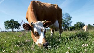 Les candidats à la production bio sont attirés par une filière porteuse depuis dix ans, mais aussi par une évolution vers des systèmes plus économes.© THIERRY PASQUET Les candidats à la production bio sont attirés par une filière porteuse depuis dix ans, mais aussi par une évolution vers des systèmes plus économes.© THIERRY PASQUET