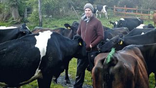 Les vaches de Seán O'Donnell pèse 50 à 75 kg de moins que leur poids habituel, une source d'inquiétude à la saison des IA.©DR Les vaches de Seán O'Donnell pèse 50 à 75 kg de moins que leur poids habituel, une source d'inquiétude à la saison des IA.©DR