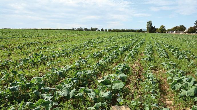 TERRES INOVIA / L. JUNG