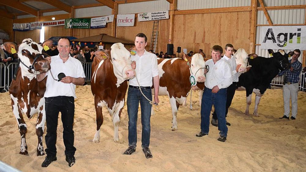 Les championnes normandes, montbéliardes et holsteins de l'Expo de la Fédération des sélectionneurs des bétails bovins.