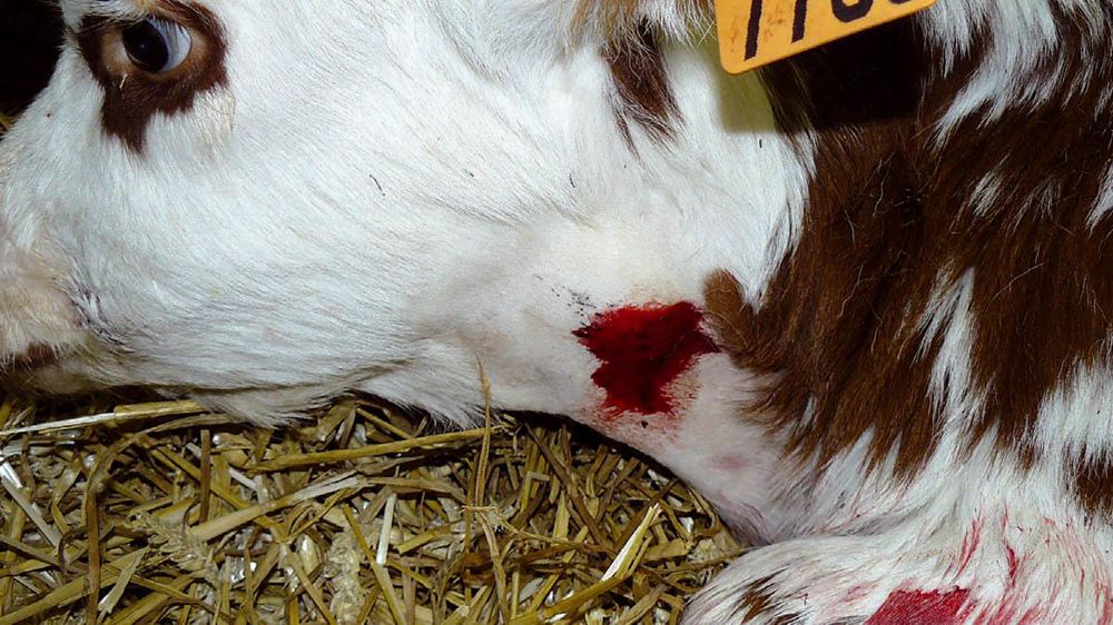 © HOSPITALISATIONS GRANDS ANIMAUX ENVA