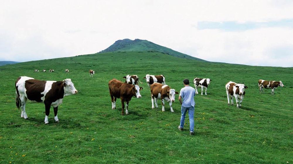 Une aide au lait de montagne de 20 €/1 000 l devrait être versée avec un plafond par exploitation.© CLAUDIUS THIRIET