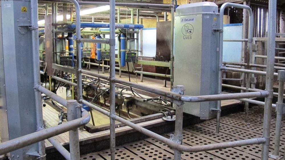 Le portique que traversent les vaches avant d'accéder au quai de traite lit leur boucle d'identification électronique. © C.H.