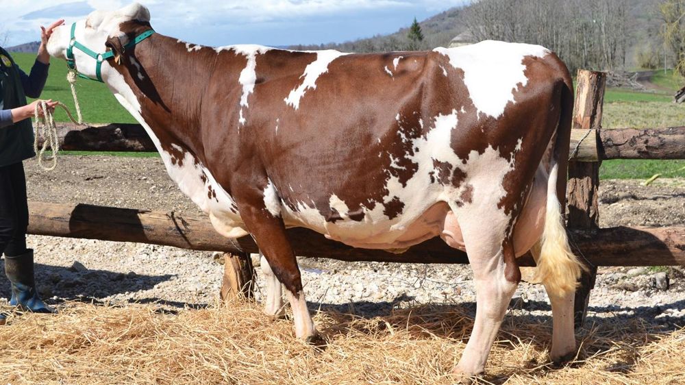 Fanny (Roméo/Joyeux), du Gaec Piard à Foncine (Jura), 9 644 kg à 38,2 de TB et 37,9 de TP en deuxième lactation.