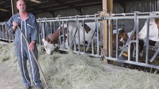 « Fin juin, mes taries étaient toujours à l'étable au lieu d'être lâchées. »© A.B. « Fin juin, mes taries étaient toujours à l'étable au lieu d'être lâchées. »© A.B.