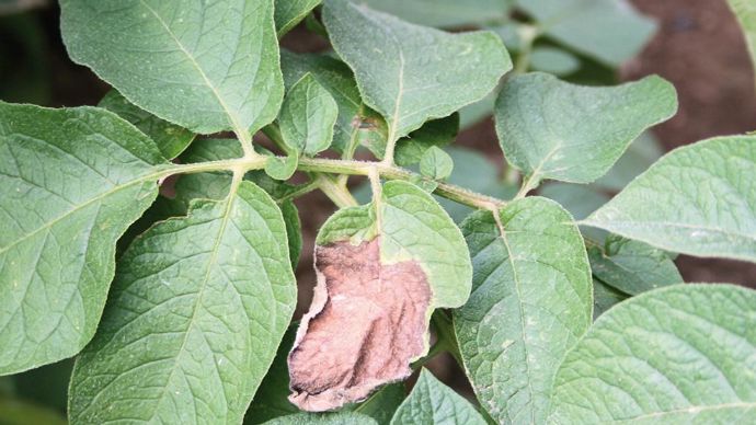 L'année 2017 a été marquée par une pression mildiou beaucoup plus faible qu'en 2016.