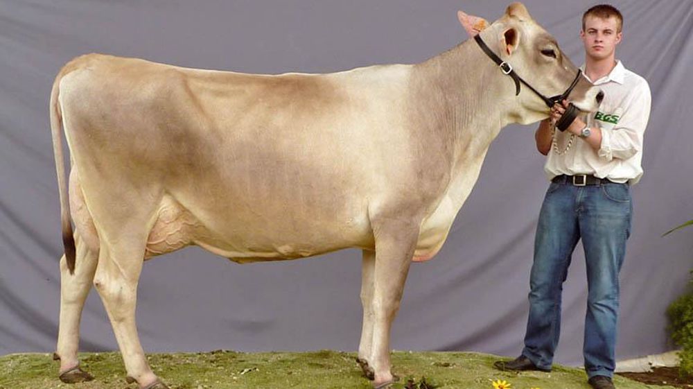 Brillante (Pedigree), championne espoir, une mère à taureaux du schéma BGS. Brillante (Pedigree), championne espoir, une mère à taureaux du schéma BGS.