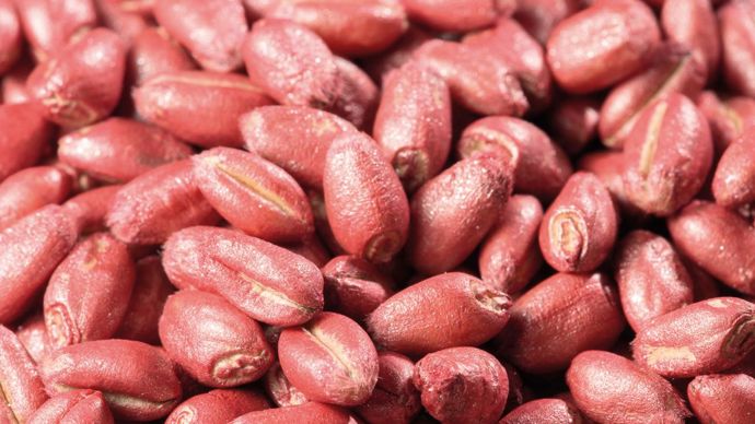 Le marché TS français vu des Etats-Unis est prometteur. Les études réalisées par Kline & Company indiquent que les TS en France pèsent environ 200 M€ et devraient poursuivre leur croissance. En 2013, environ 50 % des ventes concernent les céréales d'hiver et 7 Mha de céréales reçoivent une protection fongicide. Les TS insecticides pèsent aussi fortement, mais les controverses et interdictions pesant sur des produits font obstacle au développement de ce segment.S. CHAMPION