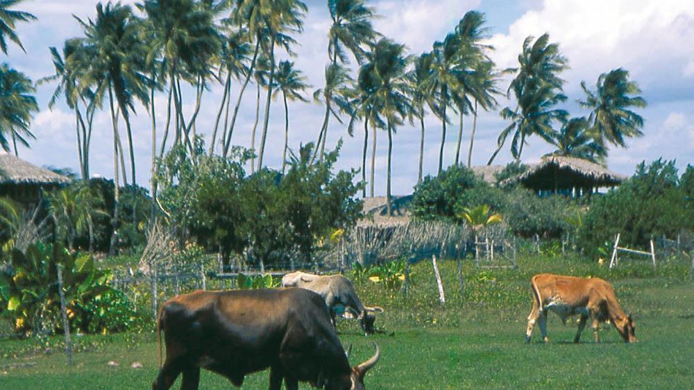 Généralement, les troupeaux se composent de vaches croisées avec des zébus.© CAROLE MARTIN
