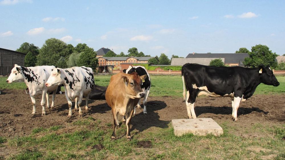 Les éleveurs du réseau regardent les pratiques et les résultats de leurs collègues européens pour améliorer leurs propres résultats.