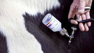 Pour l'Agence française de sécurité sanitaire des aliments, la vaccination facultative empêcherait l'éradication définitive de la FCO. Pour l'Agence française de sécurité sanitaire des aliments, la vaccination facultative empêcherait l'éradication définitive de la FCO.