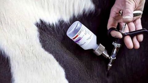 Pour l'Agence française de sécurité sanitaire des aliments, la vaccination facultative empêcherait l'éradication définitive de la FCO.
