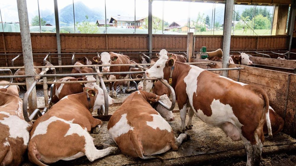 Les producteurs allemands n'ont qu'un credo pour défendre leur prix du lait : « Se regrouper pour peser face aux laiteries ». © CLAUDIUS THIRIET