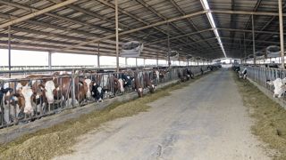 Exemple de coût de main-d'oeuvre pour 600 vaches laitières en Grande-Bretagne : un manager (45 000 €/an), six ouvriers tchèques (20 000 €/an chacun), le pareur (18 000 €/an), soit un total de 32 €/1 000 l. La fourchette serait de 30 à 70 €/1 000 l. © CHRISTIAN WATIER Exemple de coût de main-d'oeuvre pour 600 vaches laitières en Grande-Bretagne : un manager (45 000 €/an), six ouvriers tchèques (20 000 €/an chacun), le pareur (18 000 €/an), soit un total de 32 €/1 000 l. La fourchette serait de 30 à 70 €/1 000 l. © CHRISTIAN WATIER