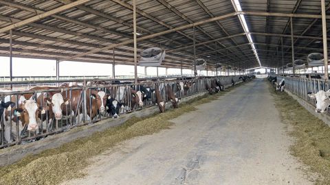Exemple de coût de main-d'oeuvre pour 600 vaches laitières en Grande-Bretagne : un manager (45 000 €/an), six ouvriers tchèques (20 000 €/an chacun), le pareur (18 000 €/an), soit un total de 32 €/1 000 l. La fourchette serait de 30 à 70 €/1 000 l. © CHRISTIAN WATIER
